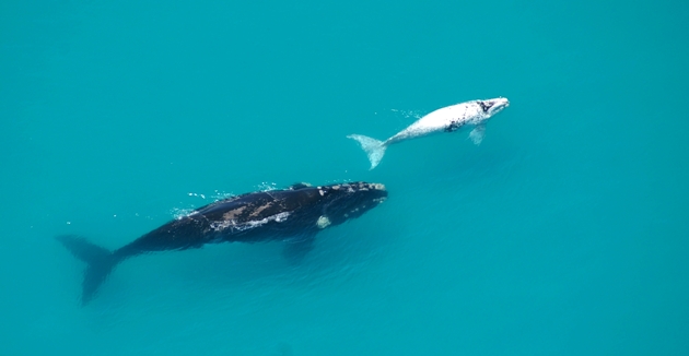 whale with albino calf