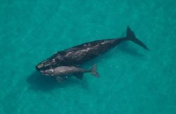 Whale and calf from the air